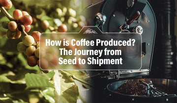 How is Coffee Produced? The Journey from Seed to Shipment - COLETTI Coffee