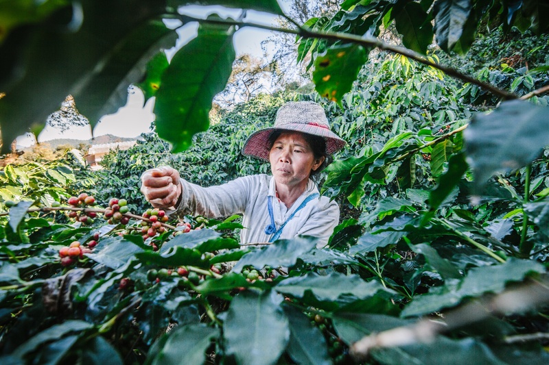 Woman Picking Coffee Beans on Plantation Coffee Journey from Seed to Table by Coletti Coffee