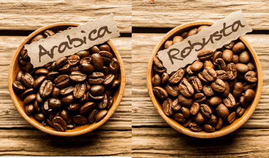 Arabica vs Robusta coffee beans Coletti Coffee