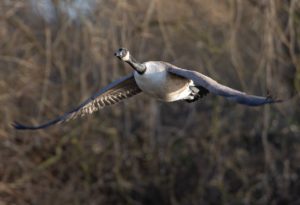 Canadian Goose Migrating, Image by Kev from Pixabay